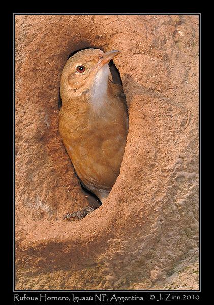 rufous hornero_6038a